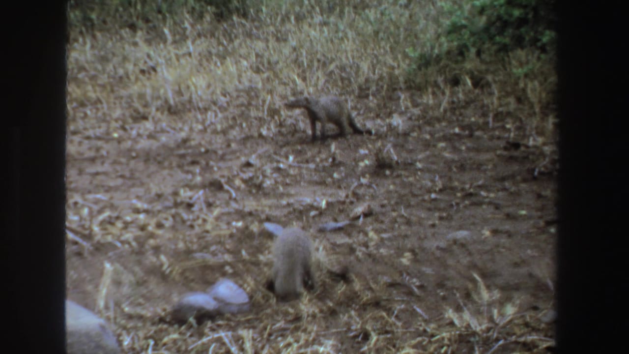 A foreground animal digs near stones while another small animal stands in the background.