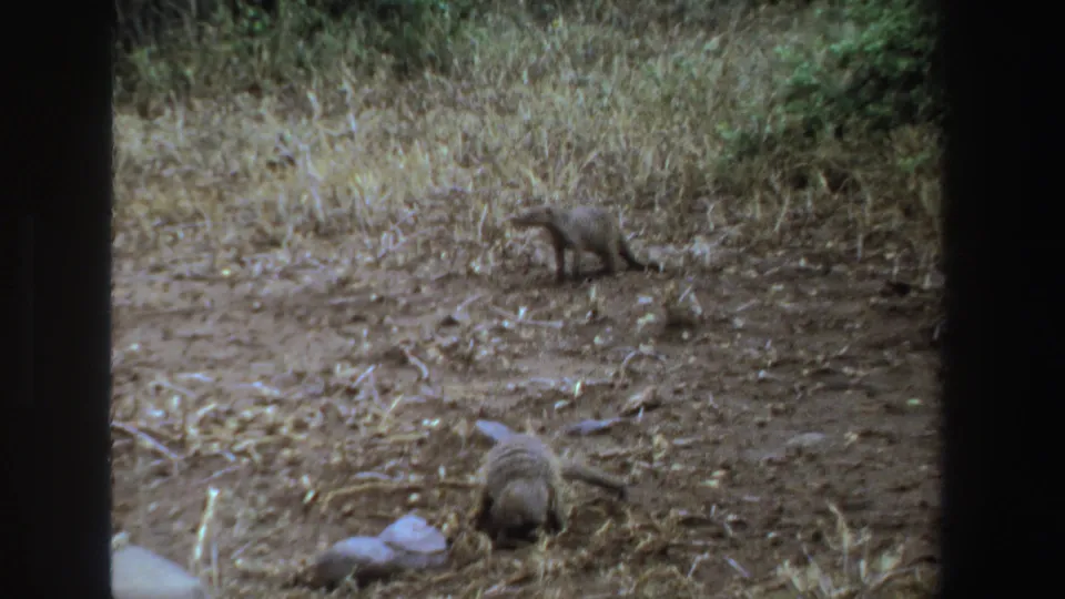 1969 South Africa 8mm frame showing two mongoose-like animals in a dry clearing, the nearer animal partly turned away from the camera.