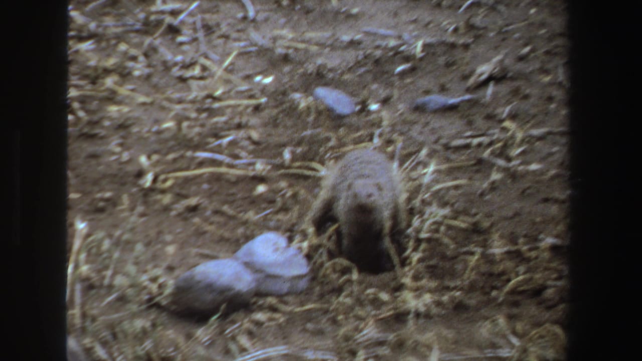 Small striped mammal faces a dirt hole beside pale stones on dry ground.