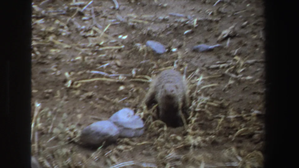 1969 South Africa 8mm frame showing a small striped mammal near a burrow opening, with stones and dry straw scattered across bare soil.