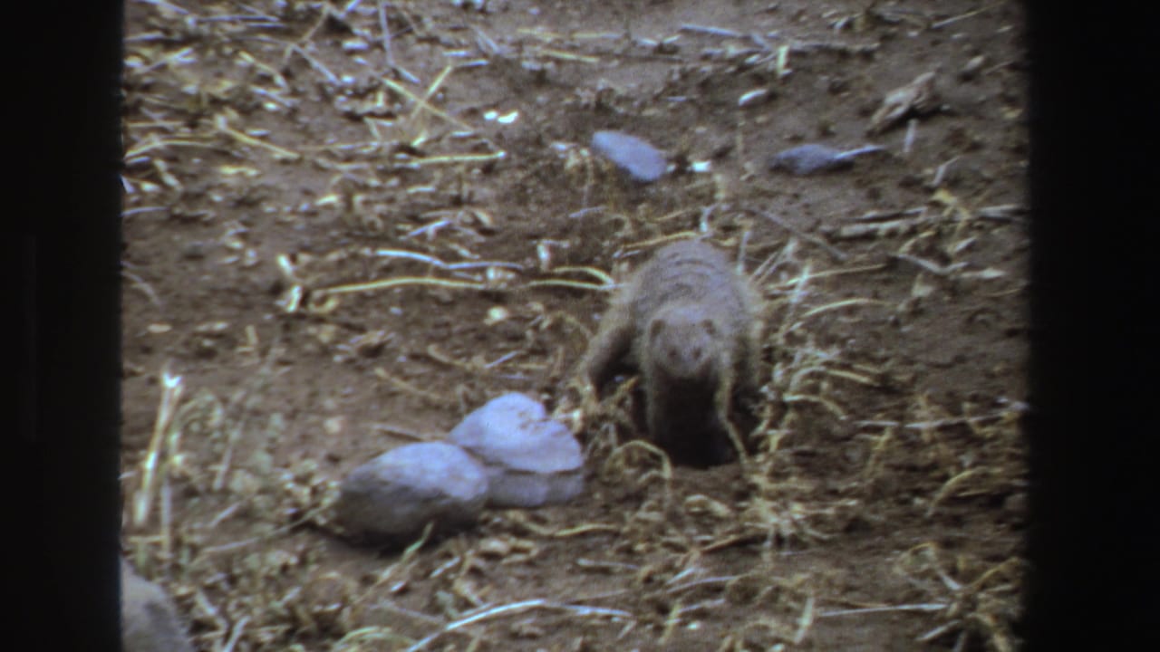 Small mammal stands near a dirt hole with stones and straw around it.