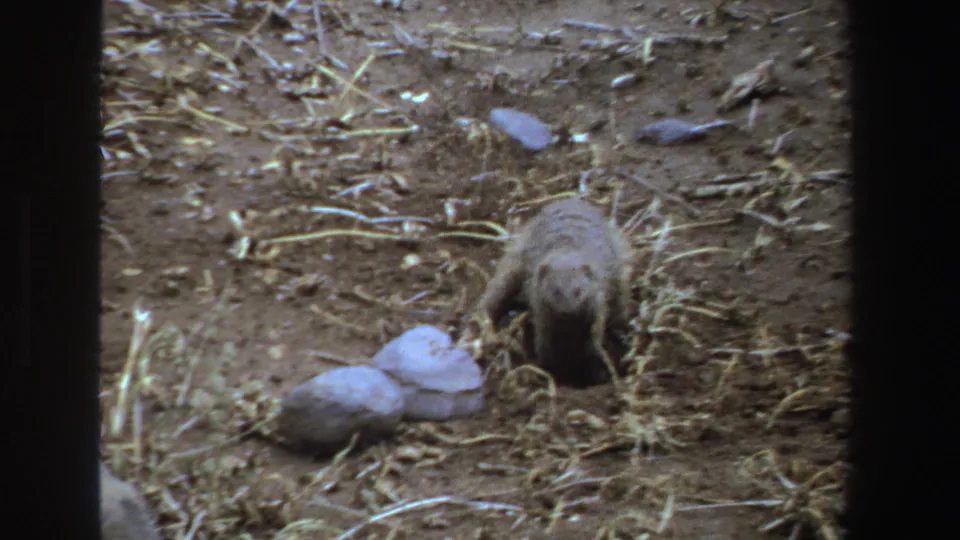 1969 South Africa 8mm frame with a small mongoose-like mammal positioned beside a dark hole in dry soil, framed by rocks and straw.