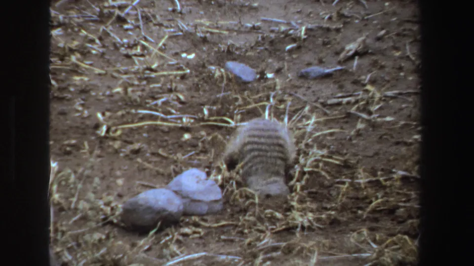 1969 South Africa 8mm frame showing the striped back of a small mammal as it moves across dry ground near a burrow and pale stones.