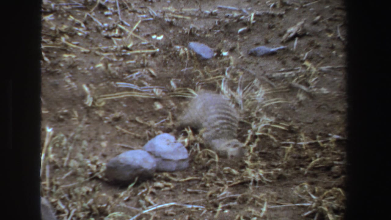 A meerkat-like animal forages in dry South African soil in 1969 8mm home-movie footage, with straw and pale rocks nearby.