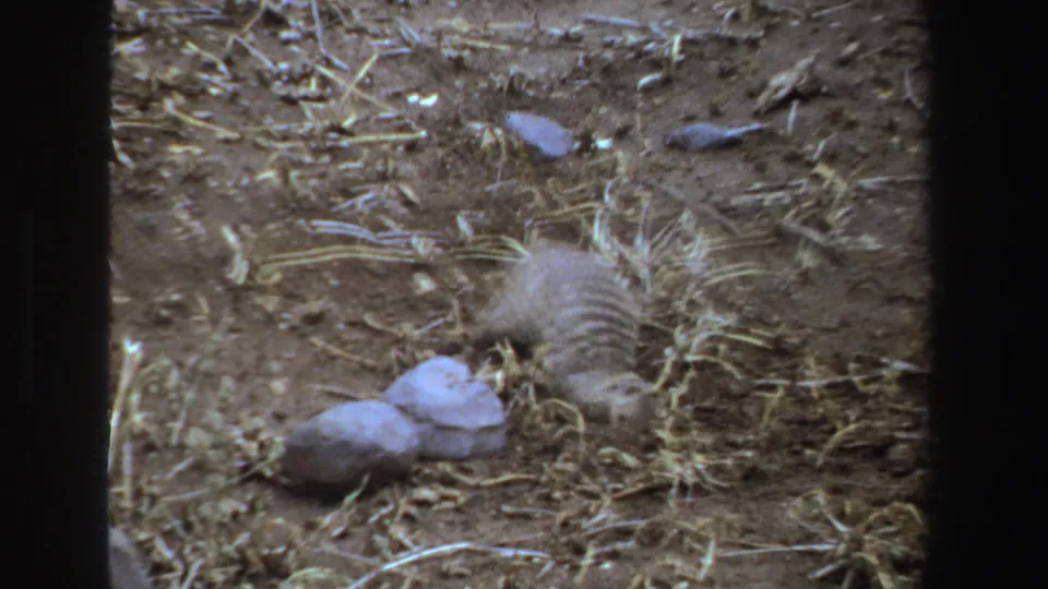 A meerkat-like animal forages in dry South African soil in 1969 8mm home-movie footage, with straw and pale rocks nearby.