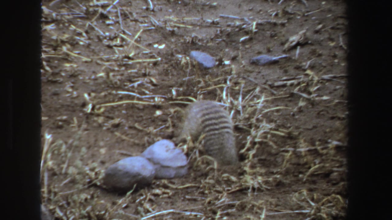 Small striped mammal facing down toward rocks and dry ground.