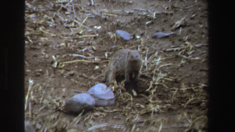 A small meerkat-like mammal pauses more upright near pale rocks in the South Africa 1969 home-movie frame.