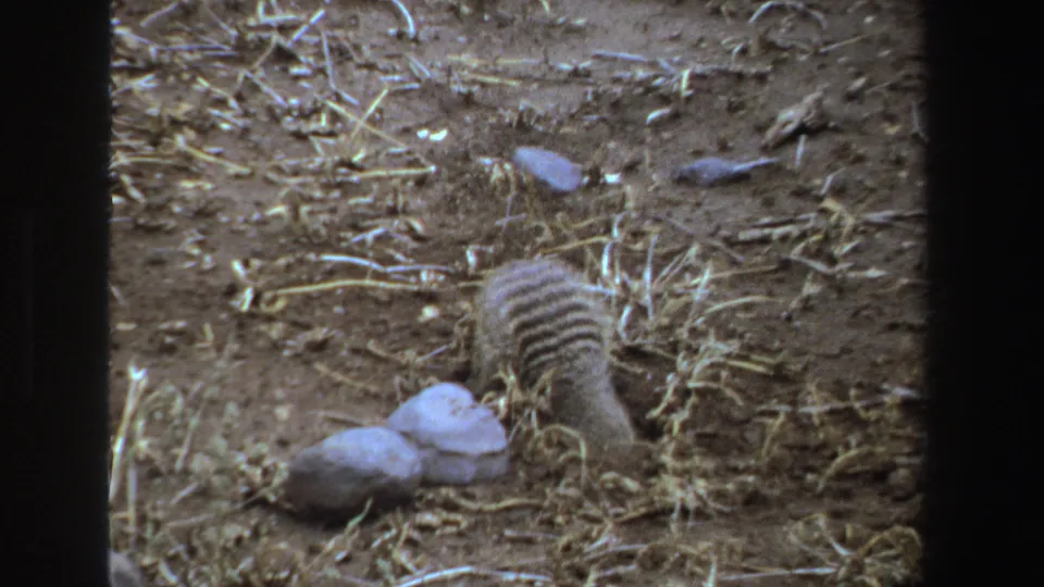 The striped animal turns away and digs beside pale rocks on dry South African ground in 1969 8mm footage.