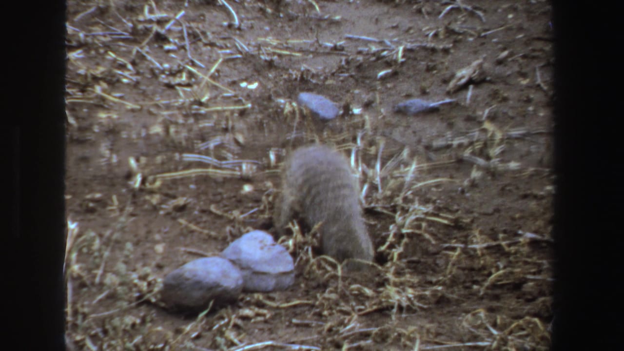 1969 South Africa 8mm frame showing a small striped furred animal bent over dry ground beside pale rocks and scattered straw.