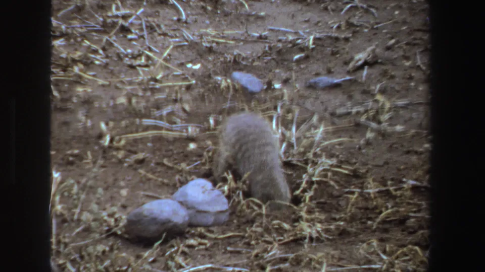 1969 South Africa 8mm frame showing a small striped furred animal bent over dry ground beside pale rocks and scattered straw.