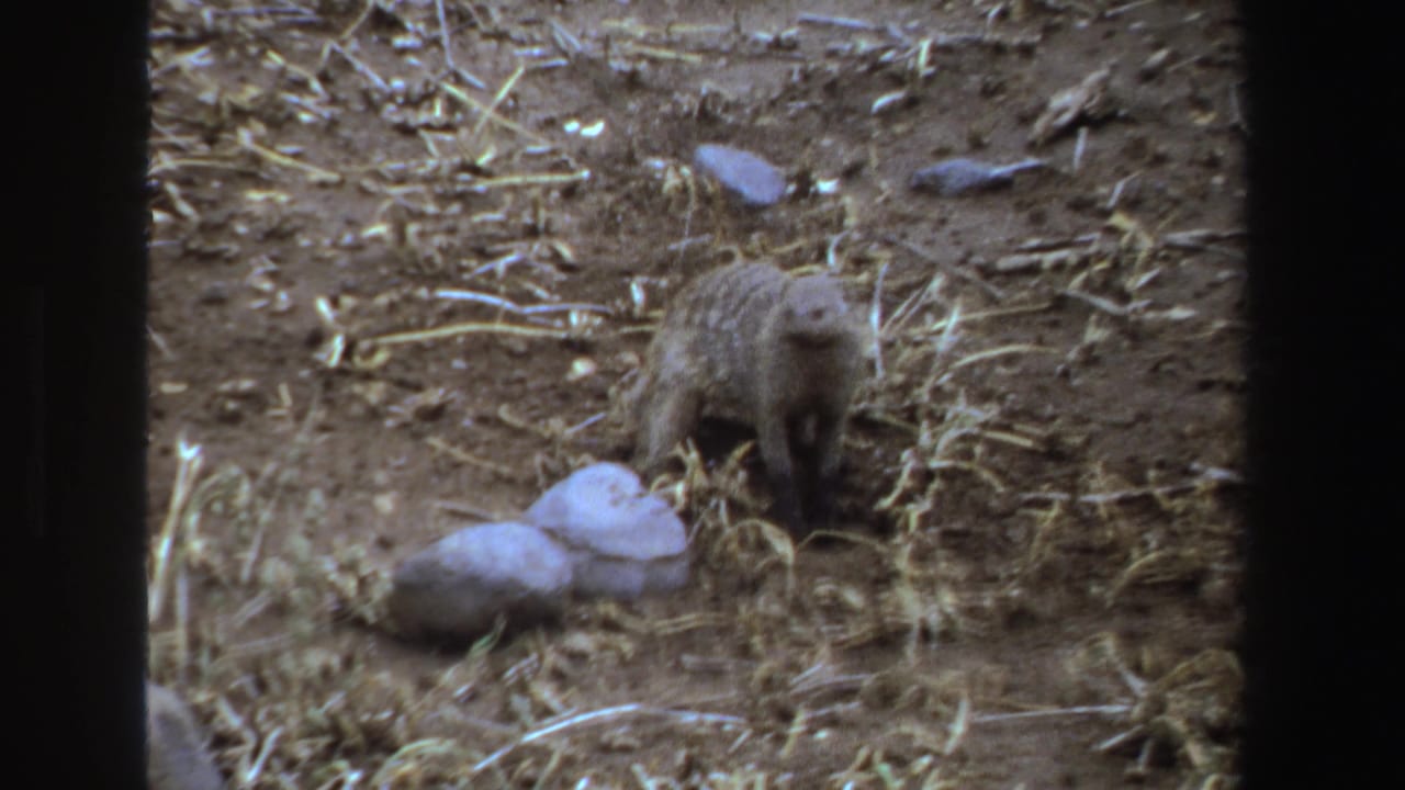 Small furred animal with head raised on dry ground near rocks and straw.