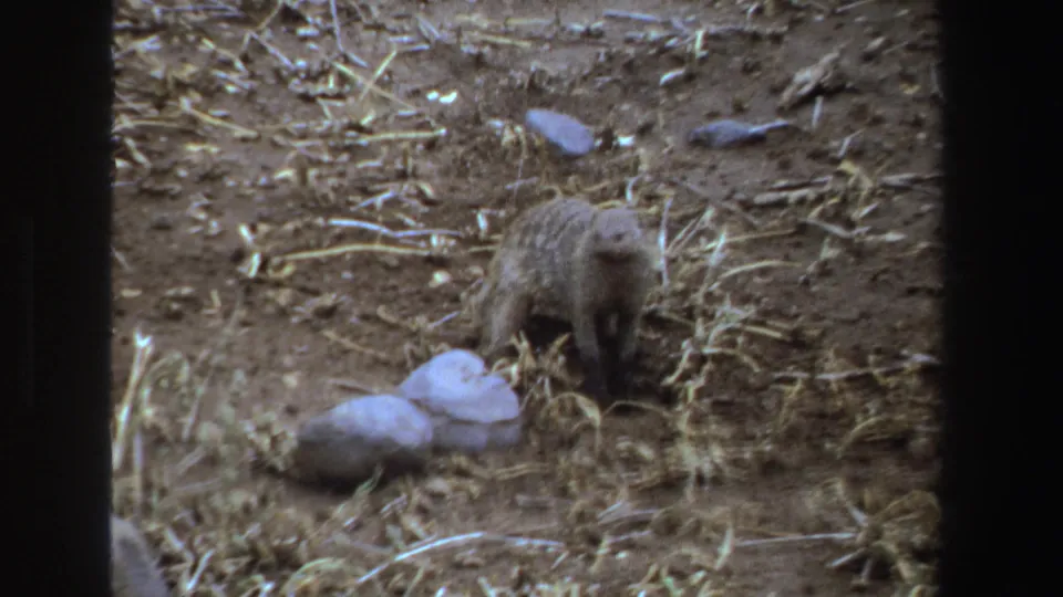 1969 South Africa 8mm frame showing a small furred animal pausing with its head raised on dry soil near pale rocks and straw.