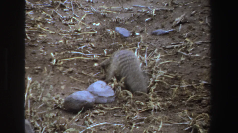 1969 South Africa 8mm frame showing the striped back of a small animal as it digs into dry soil beside pale rocks and dry grass.