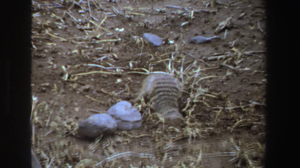 1969 South Africa 8mm frame showing a small striped furred animal facing away as it continues digging among dry soil, rocks, and straw.