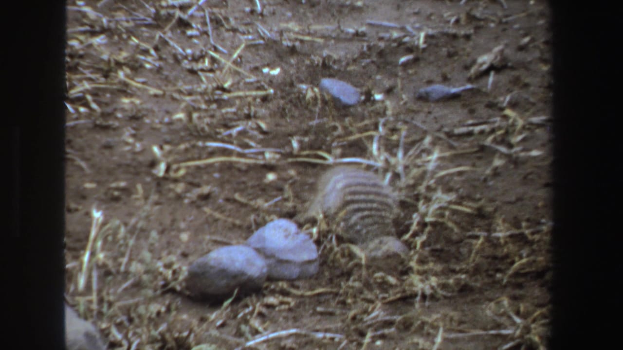 Small striped mammal digging in dry soil beside pale stones and dry grass.