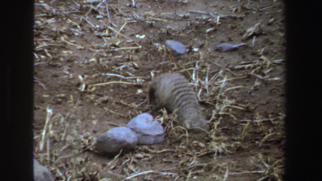 Striped animal with raised tail digging into dusty ground near stones.