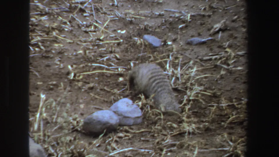 The small striped animal keeps its head low in dusty ground, with dry grass and rocks visible in the South Africa home-movie frame.