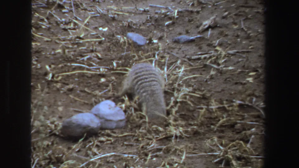 A small striped mammal faces away from the camera as it burrows in dry South African ground near clustered pale rocks.