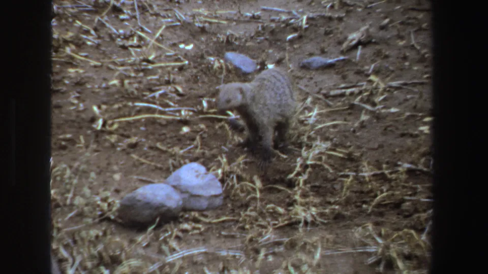 Near the end of the 1969 South Africa clip, the small striped mammal rises slightly above dry soil and scattered rocks.