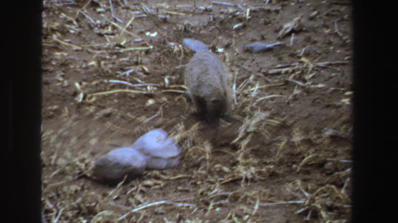 Small brown mammal near a pale rock on dry, straw-strewn ground.