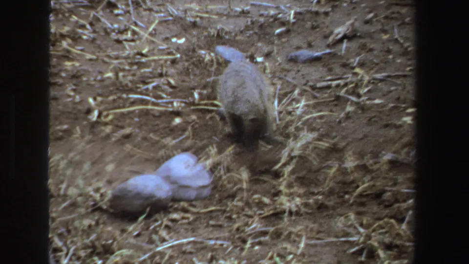 A likely mongoose forages on dry ground in metadata-supported 1969 South Africa footage, with straw, stones, and a pale rock nearby.
