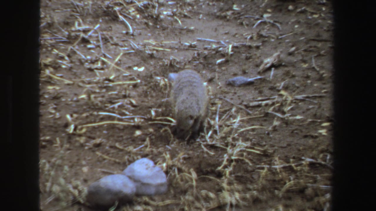 Small brown mammal facing away on dusty ground beside straw and stones.