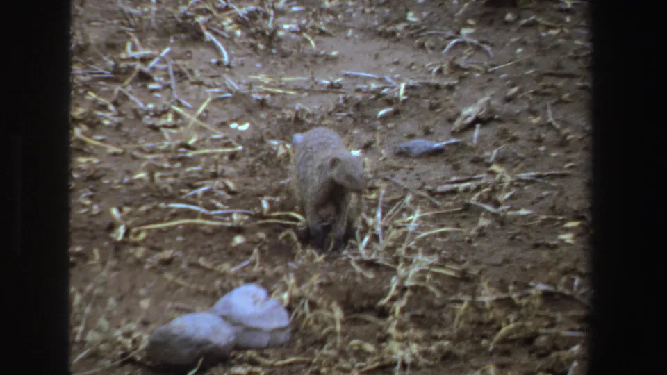 A likely mongoose lowers its head to the ground while foraging in a dry outdoor setting documented as South Africa, 1969.