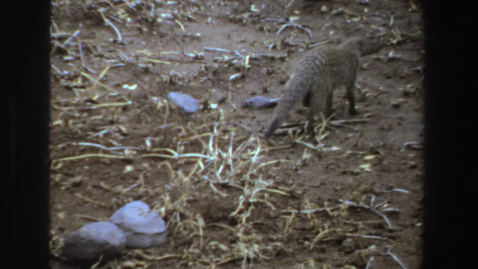 Near the right edge of the frame, the likely mongoose walks across dry straw-strewn ground in this 1969 South Africa 8mm footage.