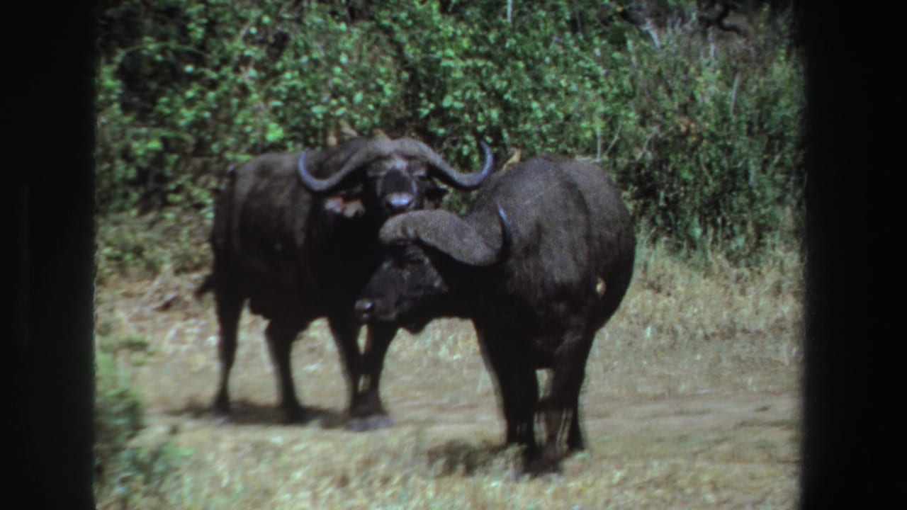 Two horned buffalo standing in grass with dense shrubs behind them.