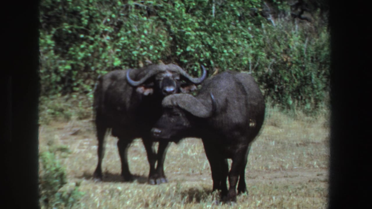 Two buffalo facing the camera near shrubs and dry grass.