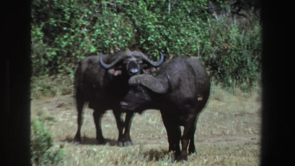 Two dark buffalo with broad curved horns face the camera in a grassy South African wildlife setting on 1969 8mm film.