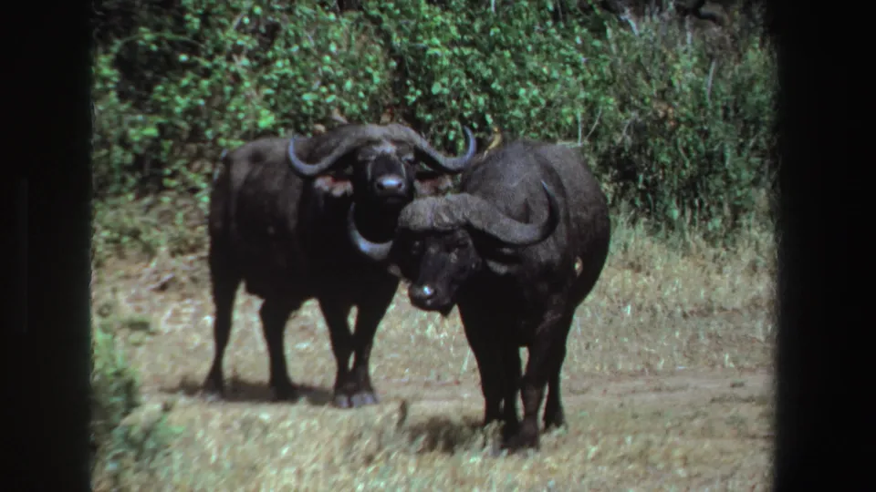 Two horned buffalo stand close together in a South African clearing, captured with soft 1969 8mm film grain and dark frame borders.