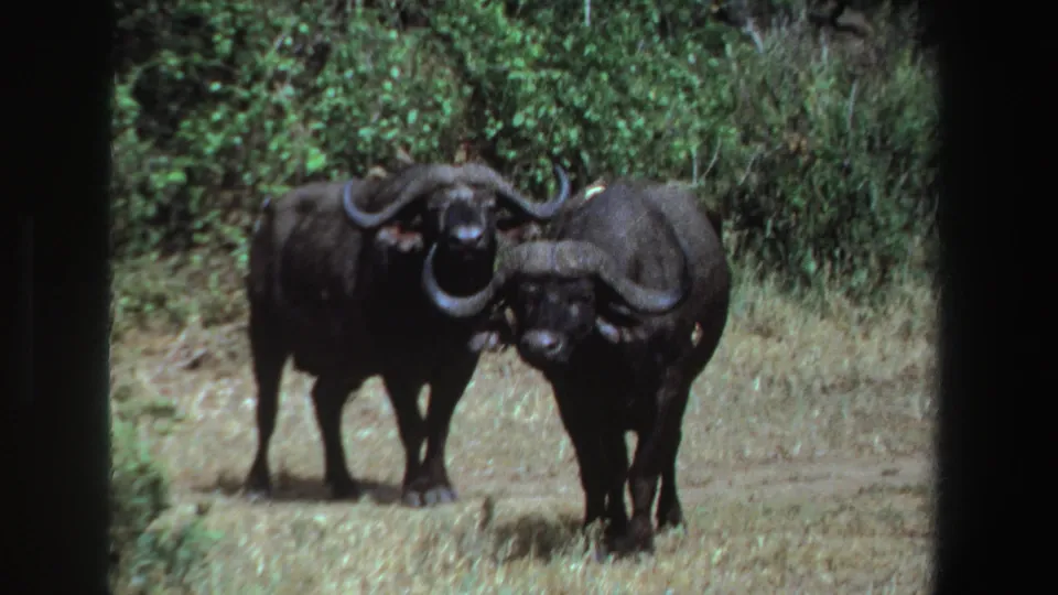Two buffalo stand side by side against dense green shrubs in a 1969 South Africa 8mm wildlife home-movie frame.