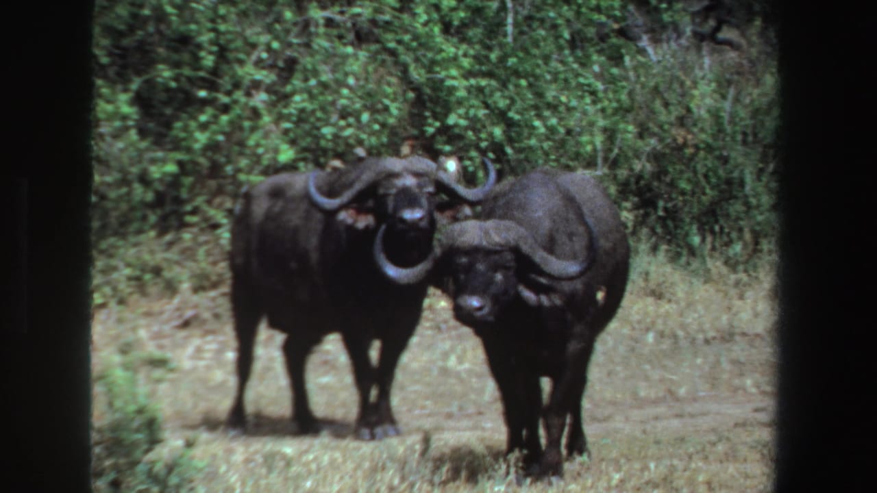 Two buffalo stand side by side in grass with bushes behind them.