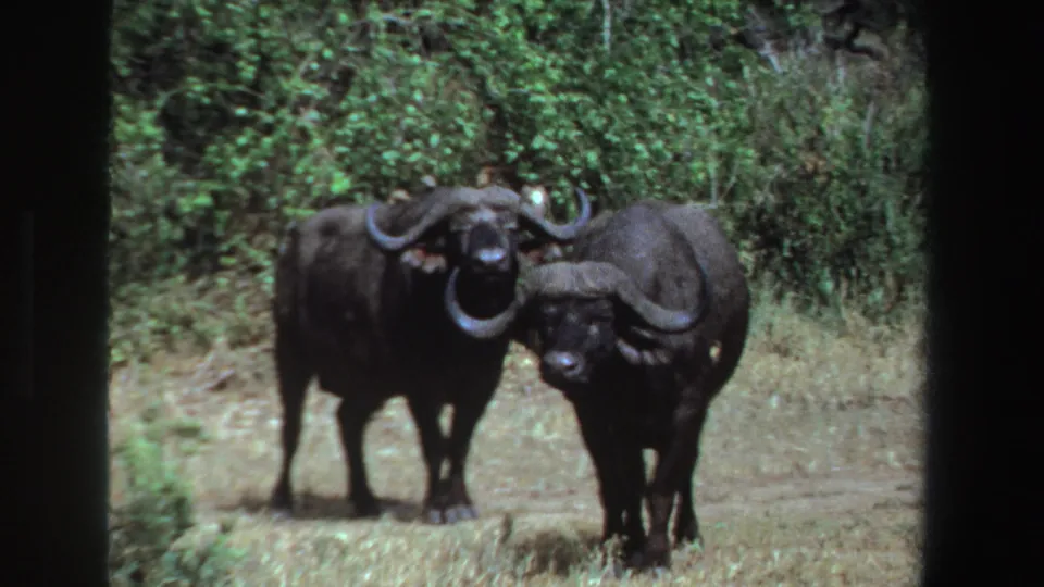 Two African buffalo stand in a grassy South African clearing in 1969 8mm home-movie footage, their curved horns prominent against green brush.