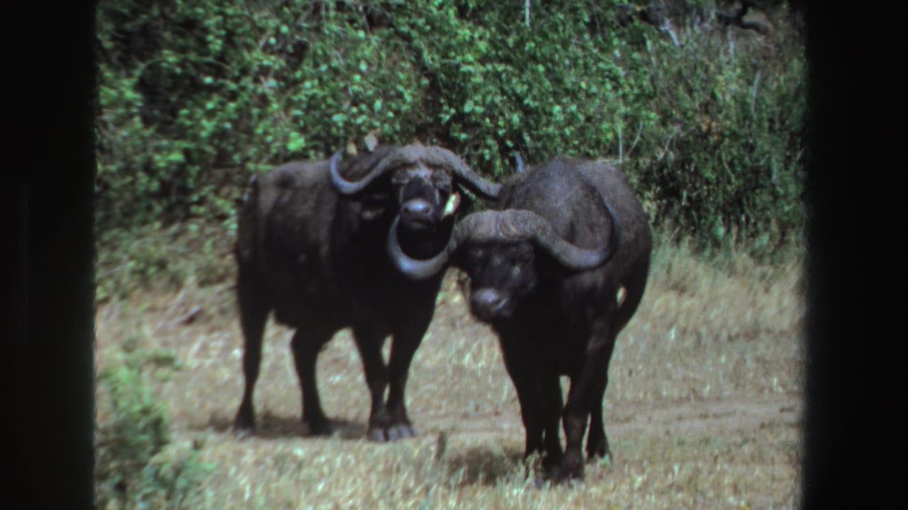 Two buffalo face the camera from a grassy clearing with dense brush behind.