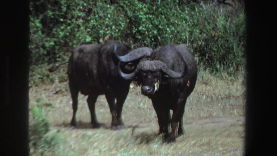 Two African buffalo stand close together in the South African grass, one slightly turned as the 8mm frame shows soft focus and film edges.