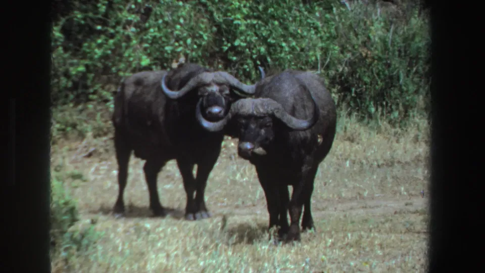 The final frame shows two buffalo in a grassy South African clearing, one angled away while broad horns and surrounding brush remain visible.