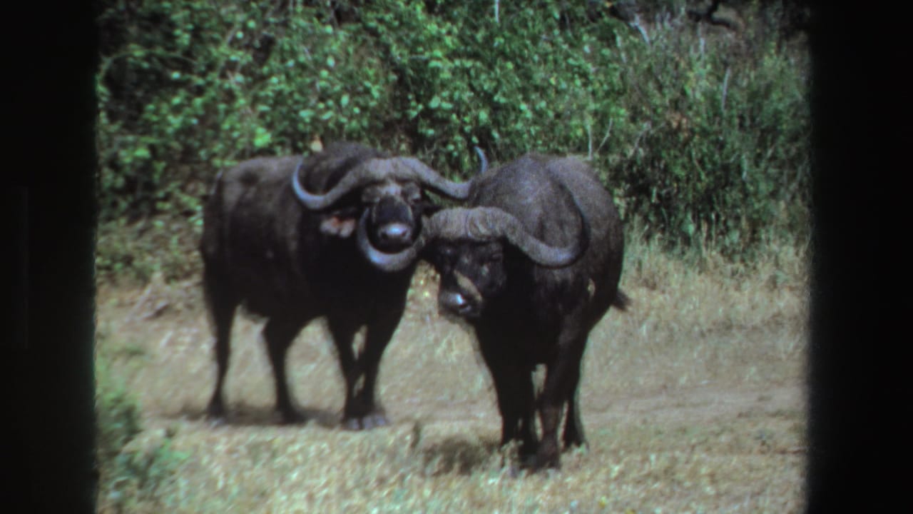 Two Cape buffalo stand in dry grass with green shrubs behind them.
