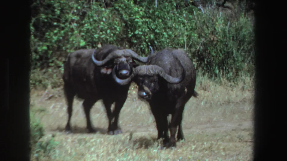 Two Cape buffalo stand facing the camera in 1969 South Africa 8mm footage, framed by dry savanna grass and green shrubs.