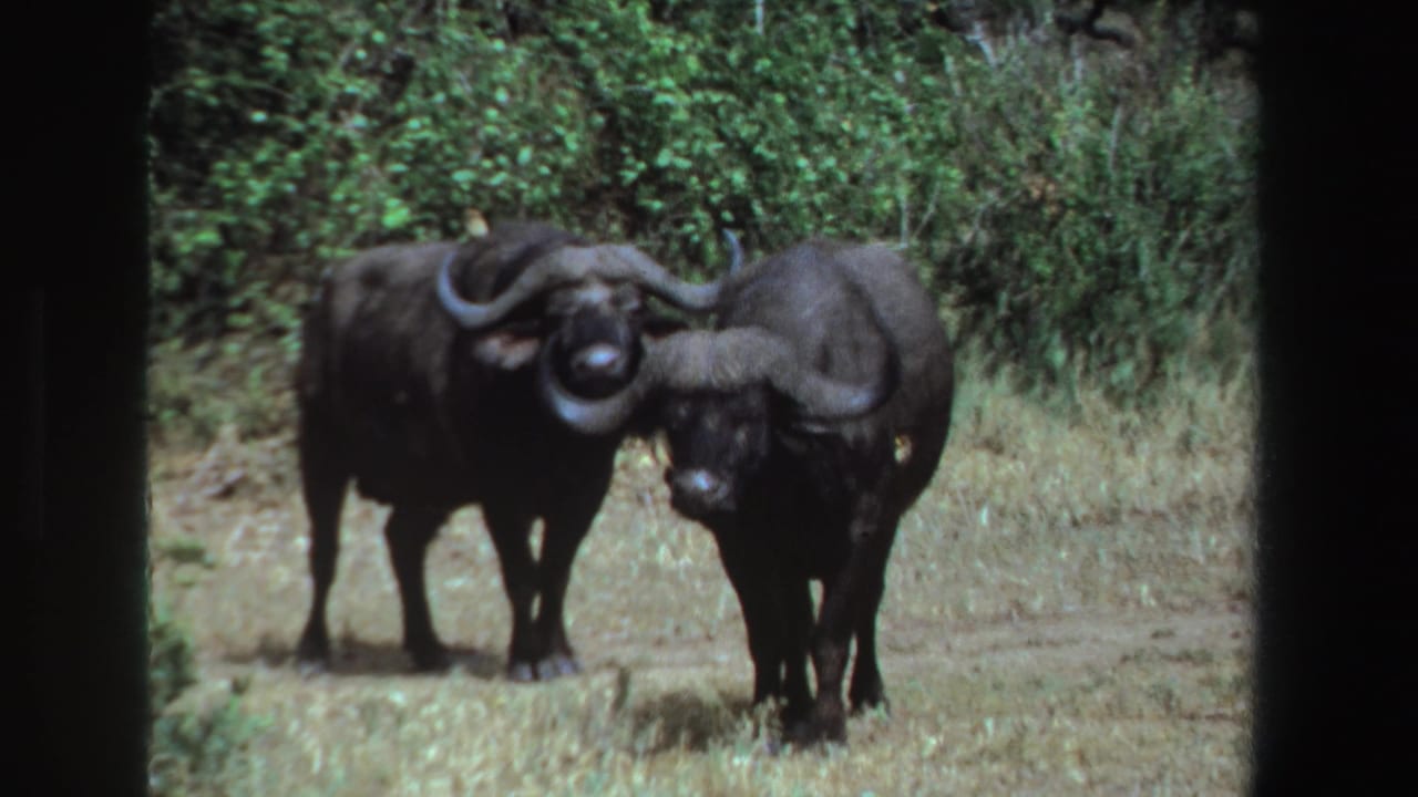 Two buffalo stand side by side, one slightly behind the other, in a grassy clearing.