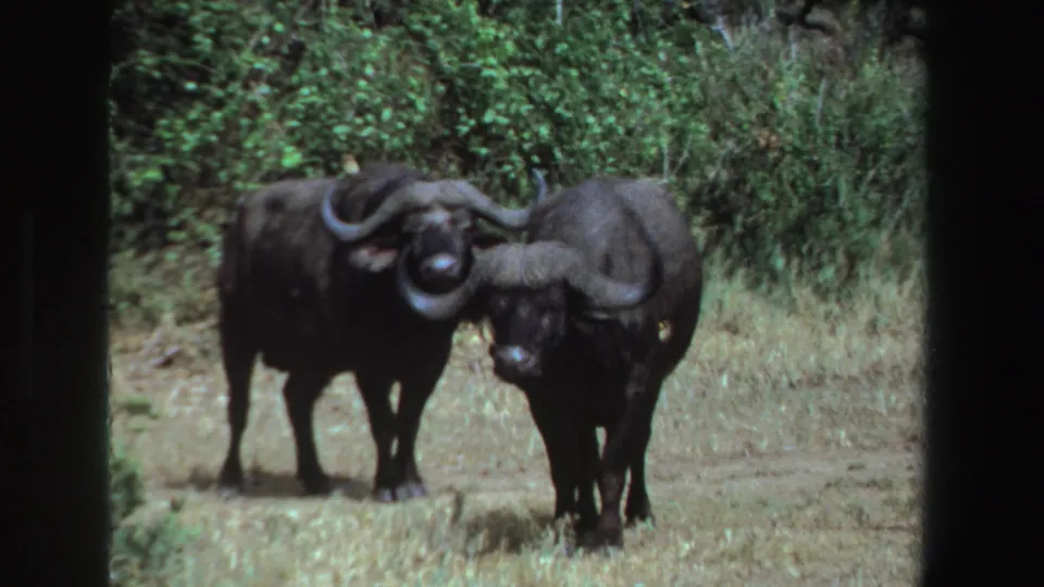 Two Cape buffalo remain nearly still in a South African savanna scene, their curved horns prominent in the 8mm frame.