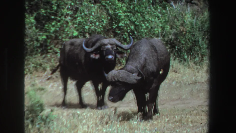 One Cape buffalo lowers its head near a small bird as another buffalo stands behind in 1969 South Africa home-movie footage.