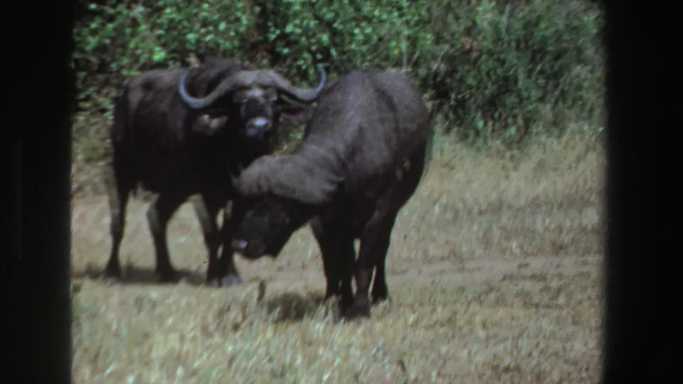 A Cape buffalo bends toward the grass as another buffalo stands behind it in the soft, grainy 8mm savanna footage.