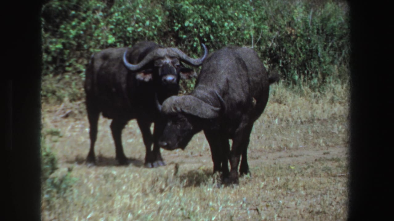 Two Cape buffalo stand in dry grass near dense shrubs, one facing the camera and one lowering its head.