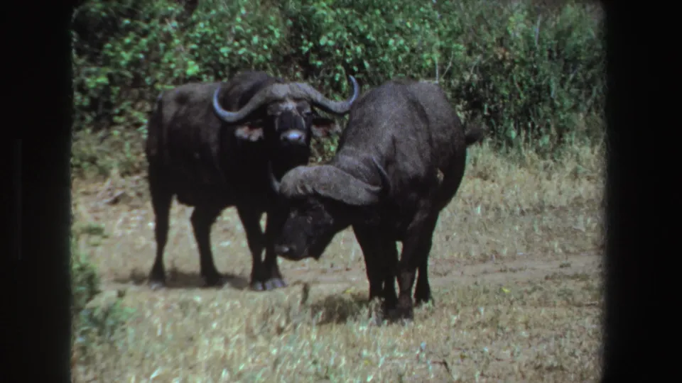 1969 South Africa 8mm frame showing two Cape buffalo in grassland, with one watchful and the other lowering its head near green shrubs.