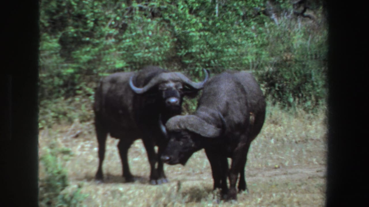 Two Cape buffalo remain close together on a grassy track with shrubs behind them.