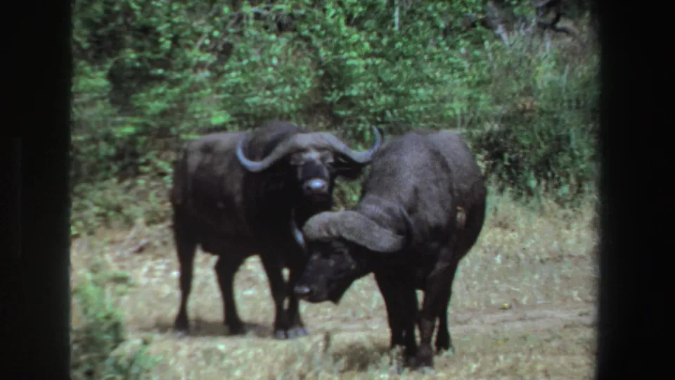 1969 South Africa 8mm frame of two Cape buffalo standing close together, their curved horns visible against a shrub-lined grassland background.