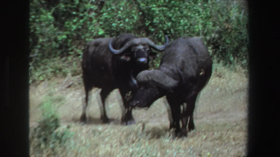 1969 South Africa 8mm frame showing two Cape buffalo in dry grass, one partly turned while the other faces forward near dense vegetation.