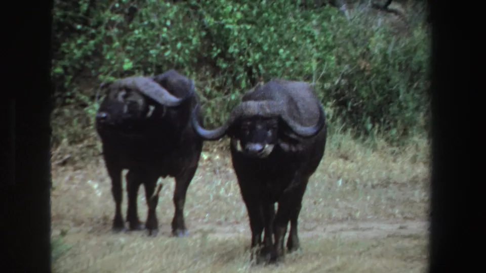 1969 South Africa 8mm frame of two Cape buffalo facing the camera in grassland, with large curved horns and dense shrubs behind them.